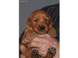 Golden Retriever Puppy for sale in Pandora, OH, USA