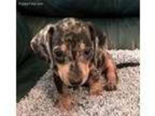 Dachshund Puppy for sale in Iredell, TX, USA