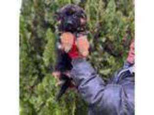 German Shepherd Dog Puppy for sale in Oswego, NY, USA