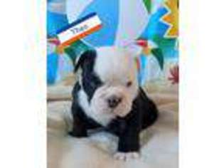 Bulldog Puppy for sale in Salem, OR, USA