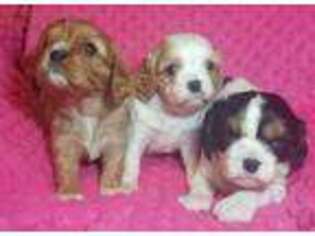 Cavalier King Charles Spaniel Puppy for sale in Madera, CA, USA