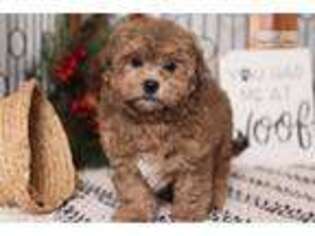 Shih-Poo Puppy for sale in Fort Myers, FL, USA