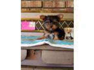 Yorkshire Terrier Puppy for sale in Round Mountain, CA, USA