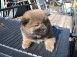 Shiba Inu Puppy for sale in Corbin, KY, USA