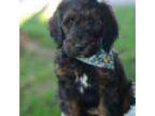 Goldendoodle Puppy for sale in Mesa, AZ, USA
