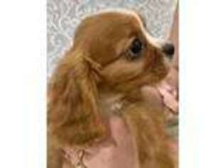 Cavalier King Charles Spaniel Puppy for sale in Mertzon, TX, USA