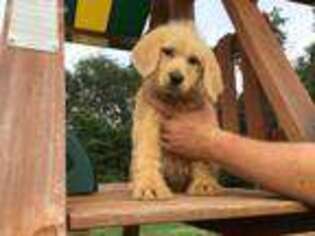 Labradoodle Puppy for sale in Easley, SC, USA