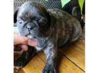 Pug Puppy for sale in Ford City, PA, USA