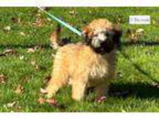 Soft Coated Wheaten Terrier Puppy for sale in Boston, MA, USA