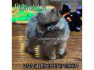 Pomeranian Puppy for sale in San Marcos, TX, USA
