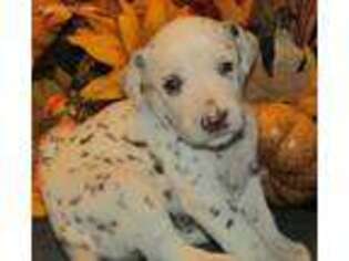 Dalmatian Puppy for sale in Cherryvale, KS, USA