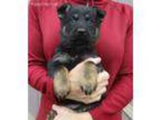 German Shepherd Dog Puppy for sale in Sallisaw, OK, USA