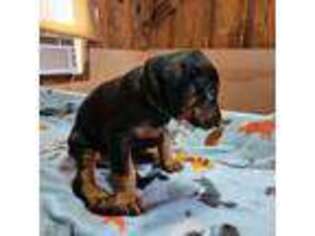 Doberman Pinscher Puppy for sale in Soddy Daisy, TN, USA