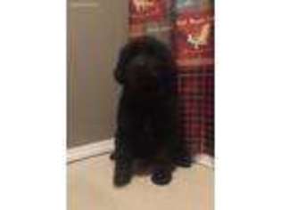 Newfoundland Puppy for sale in Marion, IL, USA
