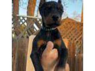 Doberman Pinscher Puppy for sale in San Diego, CA, USA