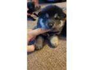 Shiba Inu Puppy for sale in Jacksonville, MO, USA