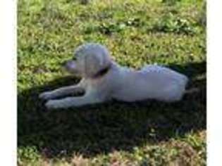Labrador Retriever Puppy for sale in Pickens, SC, USA