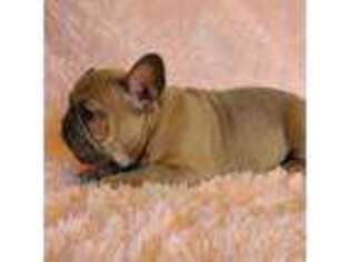 French Bulldog Puppy for sale in Cairo, MO, USA