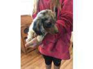 Dachshund Puppy for sale in Olathe, CO, USA