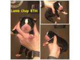 Miniature Australian Shepherd Puppy for sale in Citrus Heights, CA, USA