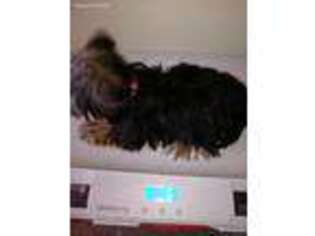 Yorkshire Terrier Puppy for sale in Borger, TX, USA