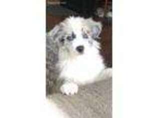 Border Collie Puppy for sale in Guilford, IN, USA