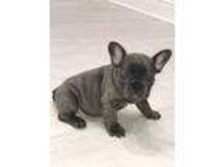 French Bulldog Puppy for sale in Biloxi, MS, USA