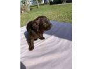 Shih-Poo Puppy for sale in Titusville, FL, USA