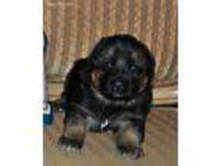 German Shepherd Dog Puppy for sale in Lancaster, KY, USA