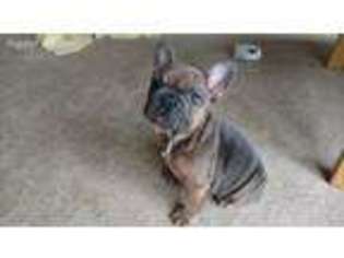 French Bulldog Puppy for sale in Cary, NC, USA