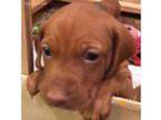 Vizsla Puppy for sale in Bulverde, TX, USA