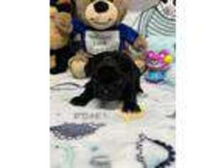 Mutt Puppy for sale in Garrison, TX, USA