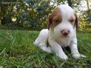 Brittany Puppy for sale in Peach Bottom, PA, USA