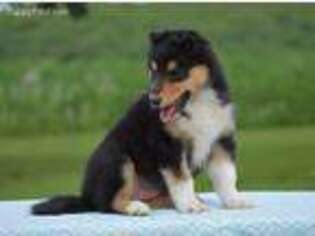 Collie Puppy for sale in Sunbury, PA, USA