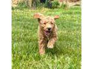 Goldendoodle Puppy for sale in Nokesville, VA, USA