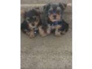 Yorkshire Terrier Puppy for sale in San Jacinto, CA, USA
