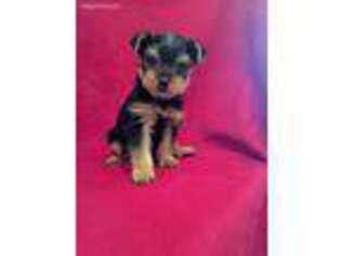 Yorkshire Terrier Puppy for sale in Seymour, MO, USA