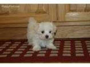 Maltese Puppy for sale in Cassville, MO, USA