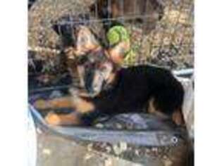 German Shepherd Dog Puppy for sale in Sulphur Springs, TX, USA