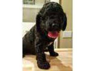 Labradoodle Puppy for sale in Plainfield, NJ, USA