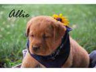Labrador Retriever Puppy for sale in Millville, PA, USA