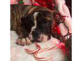 Bulldog Puppy for sale in Irmo, SC, USA