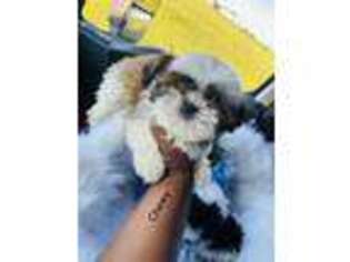 Mutt Puppy for sale in Trenton, NJ, USA