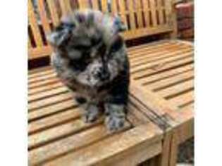 Chow Chow Puppy for sale in Memphis, TN, USA