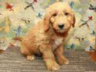 Goldendoodle Puppy for sale in Shawnee, OK, USA
