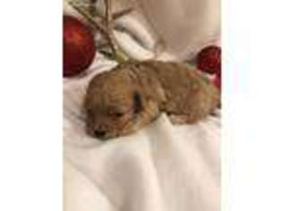 Cavapoo Puppy for sale in Loveland, CO, USA