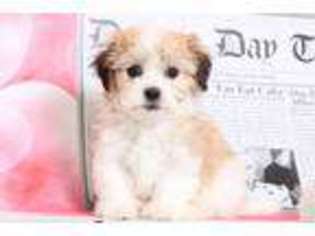 Havanese Puppy for sale in Joppa, MD, USA