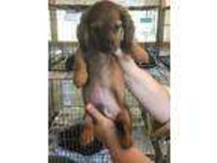 Dachshund Puppy for sale in Huntington, WV, USA