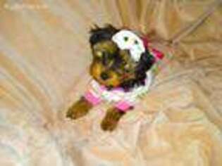 Mutt Puppy for sale in Harker Heights, TX, USA