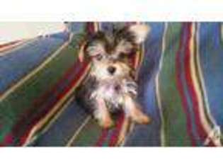 Yorkshire Terrier Puppy for sale in CLAXTON, GA, USA